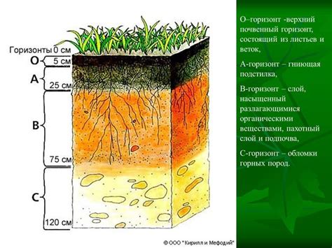 Ключевые моменты формирования плодородной почвы на участке