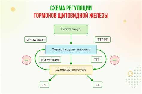 Ключевые показатели функции щитовидной железы: взгляд на ТТГ и Т4