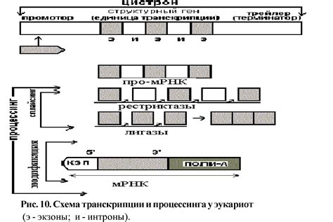 Ключевые процессы бутонизации в молекулярной биологии