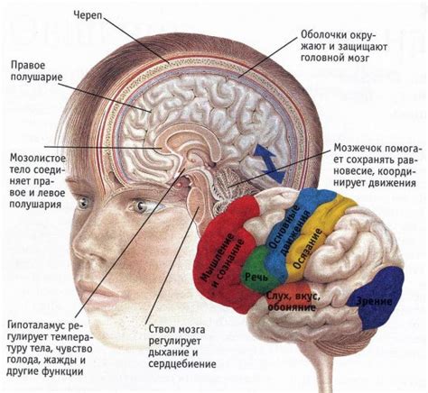 Ключевые функции височной доли коры головного мозга