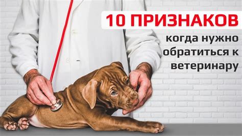 Когда обратиться к ветеринару