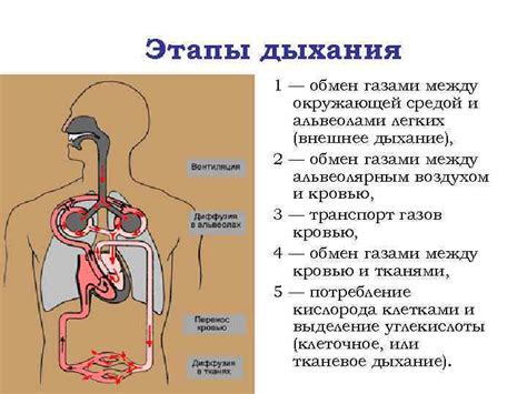 Комплексные подходы к обеспечению эффективного дыхания в условиях углекислого газа