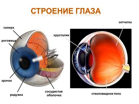 Корнеа и роговица глаза