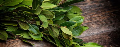 Косметические свойства листьев ореха: улучшение состояния кожи и волос с помощью натуральных экстрактов