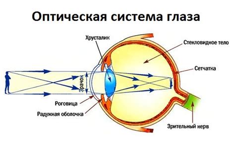 Левый глаз и его реакция: уникальные особенности