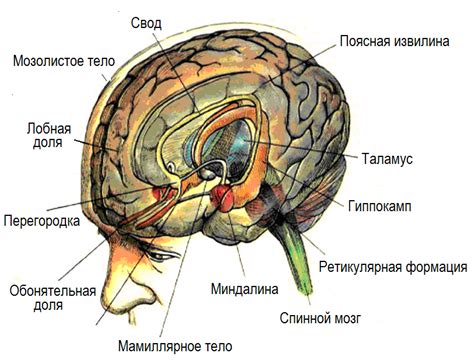 Лимбическая система: регуляция эмоциональных процессов