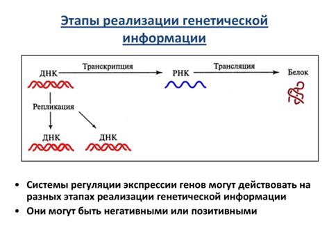 МРНК: главная роль в передаче генетической информации