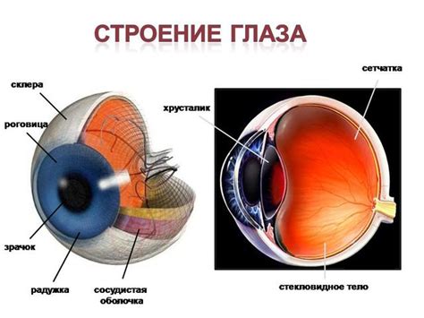 Макула глаза: особенности строения и функции