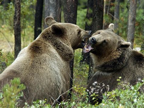 Медвежья пара в психологии размышлений