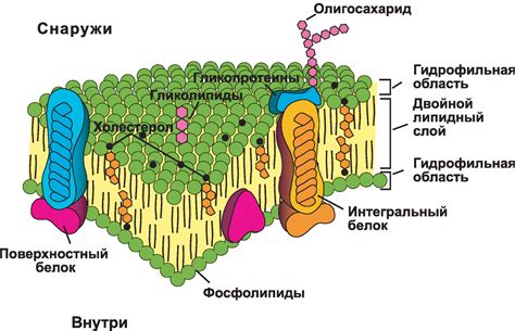 Мембрана: охранитель и страховщик клетки