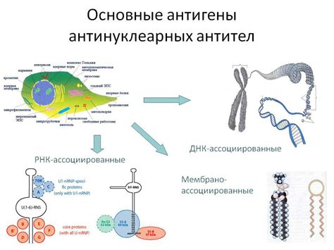 Методы обнаружения и терапии антинуклеарных антител у маленьких пациентов