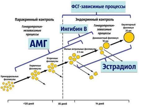 Метод определения антимюллерового гормона: преимущества и недостатки для оценки овариального резерва