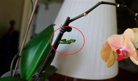 Метод 2: использование репродуктивных органов орхидеи для её оживления
