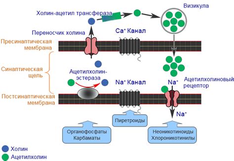 Механизмы действия Орвира и Арбидола