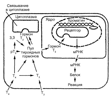 Механизмы действия гемолитического коагулаза