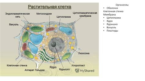 Механизмы образования основной полоски в растительных клетках