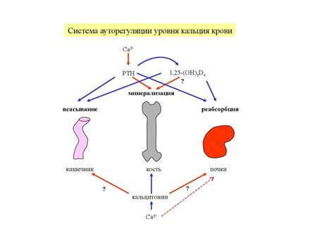 Механизмы регуляции уровня кальция