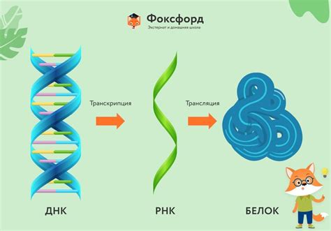 Механизмы синтеза белков у вирусных организмов: ключевые этапы и значение молекул РНК