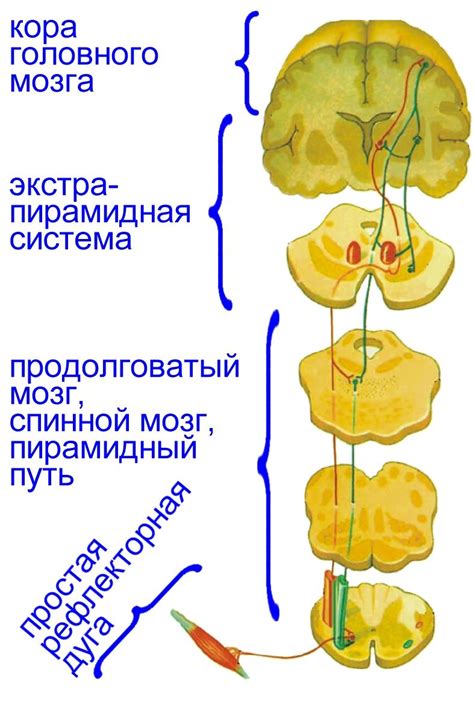 Механизмы формирования условных рефлексов: основные принципы и процессы