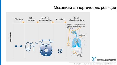 Механизм возникновения аллергических реакций