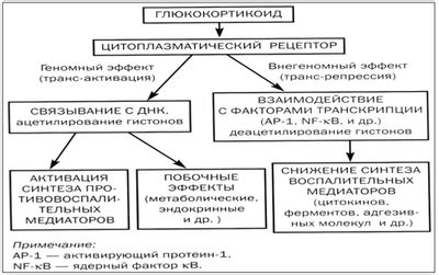 Механизм действия ГКС