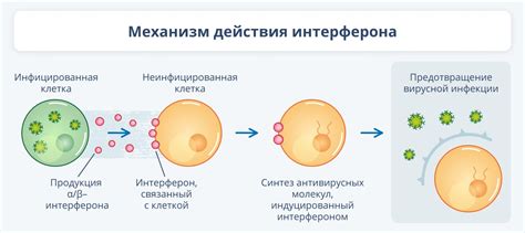 Механизм действия Глибомета