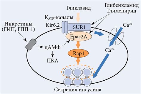 Механизм действия гликлазида и глимепирида