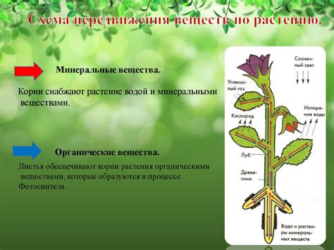 Механизм действия глифосата на растения