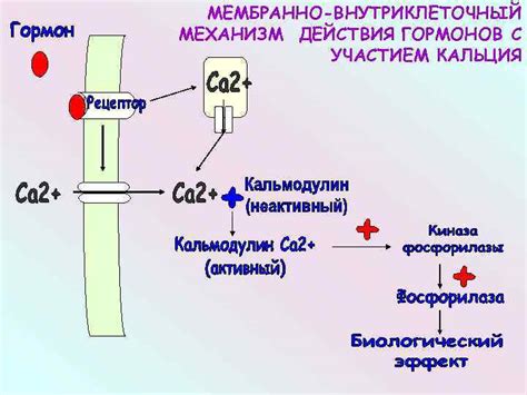 Механизм действия глюконата кальция