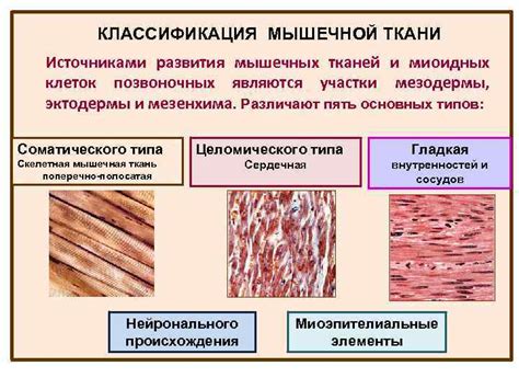 Миф №3: Утрата мышечной ткани и снижение общей активности