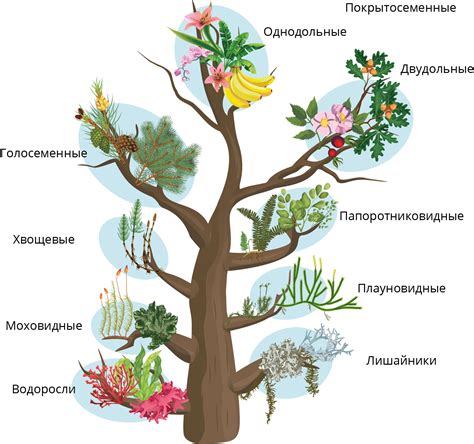 Многообразие растительного царства в прибрежной зоне