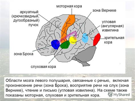 Мозговые механизмы расщепления индивидуальности