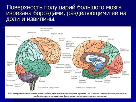 Мозговые стволы: осуществление автоматических функций