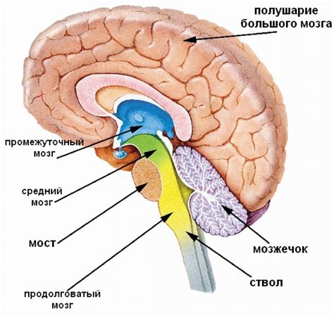 Мозг и его функции