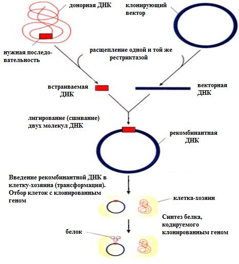 Молекулярно-генетические методы идентификации группы крови с помощью ДНК-анализа