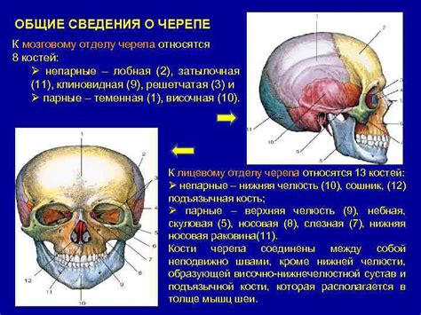 Мужская психология и сон о черепе: разгадка скрытых знаков