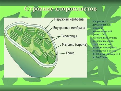 Наличие хлоропластов