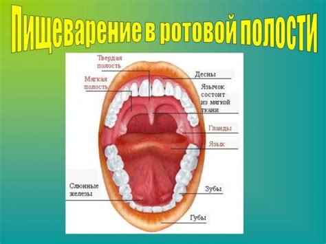 Нарушение работоспособности пищеварительной системы