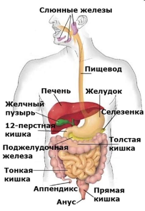 Нарушение функционирования пищеварительной системы