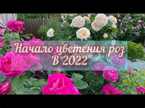 Наслаждение красотой: достижение прекрасного в процессе цветения роз