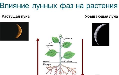 Недостаточная освещенность в парнике: причины и влияние на рост растений