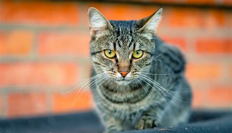 Нервные нарушения: особенности синдрома хвоста кошки и дегенеративной миелилопатии