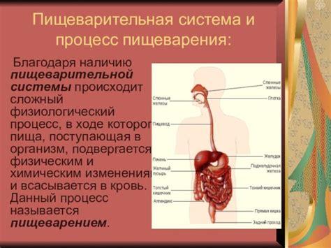 Нормализация пищеварительной системы благодаря сочетанию кефира и чеснока