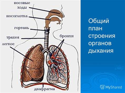 Облегчение дыхания и поддержание нормальной функции дыхательной системы пострадавшего