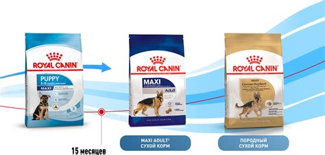 Обоснование важности подлинности питания Royal Canin: почему это имеет значение?