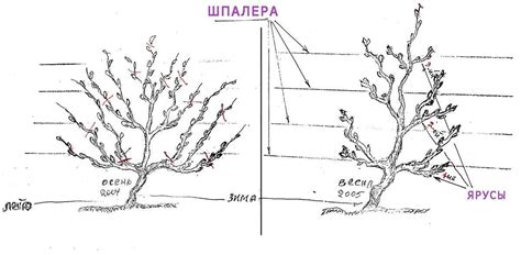 Обрезка и поддержание формы георгиновых кустов