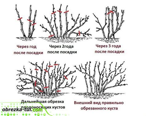 Обрезка и формирование куста шфэк