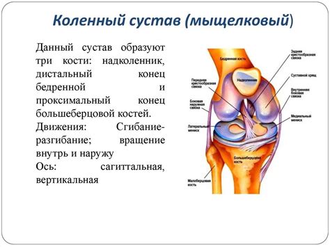 Общая информация о структуре и функции коленного сустава