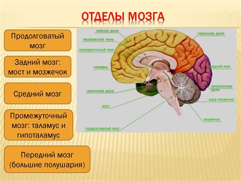 Объем мозга и его влияние