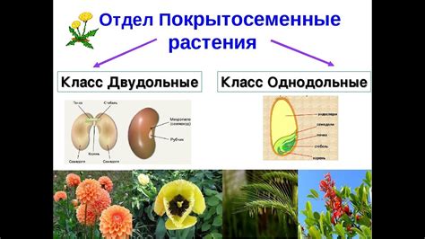 Однодольные растения: структура и функции